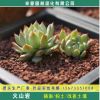 火山巖多肉植物專用3-6園林火山石顆粒浴缸專用3-5多空硬質火山石