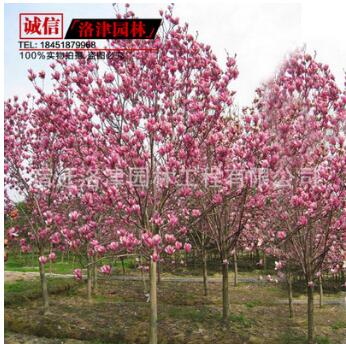 供應(yīng)優(yōu)質(zhì)廣玉蘭苗 紫玉蘭小苗 紫玉蘭樹苗 8-10-15公分粗 基地