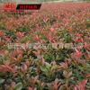 紅葉石楠小苗 綠化工程 直銷紅葉石楠苗 色塊綠化石楠苗
