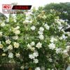 大葉梔子花小苗 羅漢梔子花小苗 可盆栽梔子花 成活率高