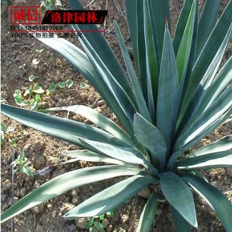 基地直銷劍麻 綠化苗木 優質劍麻 劍麻苗 鳳尾蘭小苗劍麻大苗