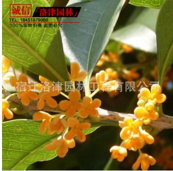 桂花苗 金桂八月桂 庭院盆栽桂花 芳香迷人當年開花8-10-15公分