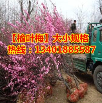 批發(fā)優(yōu)質(zhì)榆葉梅樹苗苗庭院耐寒植物 觀賞綠化苗木 榆葉梅盆景