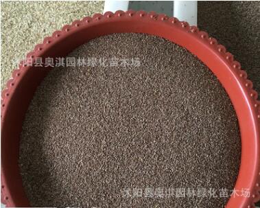 實體批發進口草坪種子 百慕大種子 矮生百慕大草籽 質量好 芽率高