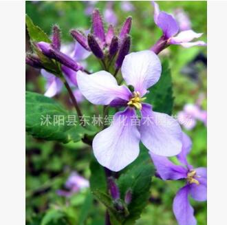 基地銷售草本植物二月蘭 花色純正 質量保證 量大價優