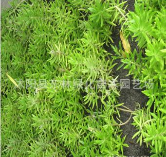 苗圃直銷 屋頂綠化專用草坪 佛甲草 房頂隔熱草皮 耐旱 易養(yǎng) 優(yōu)質(zhì)