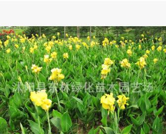 苗圃直銷美人蕉 花葉美人蕉 矮生美人蕉 紅花美人蕉 黃花美人蕉