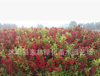 基地直銷紅王子錦帶優質綠化苗木 紅王子錦帶色塊苗規格齊全量大