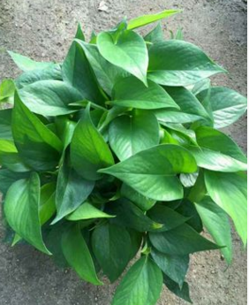 特價批發環保植物 綠蘿吊蘭 室內綠植盆栽吸甲醛冠軍綠蘿基地直銷