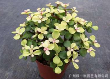 基地批發綠色盆栽 金枝玉葉 多肉植物 防輻射室內景觀彩葉植物