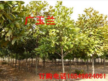 綠化苗木紫玉蘭洋玉蘭荷花玉蘭小苗廣玉蘭樹苗河南廣玉蘭價格