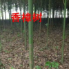 香樟樹各種規(guī)格香樟樹大葉香樟樹小葉香樟樹量大樹形優(yōu)美低價(jià)批發(fā)