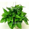 批發 綠蘿凈化空氣 美化環境