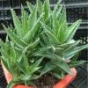 批發供應迷你盆栽植物 不夜城蘆薈 室內盆栽