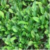 批發 零售 菠菜種子