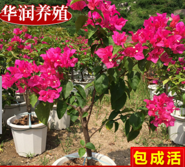 多色四季三角梅苗 三角梅盆栽 多年生三角梅苗 三葉梅紫色三角梅