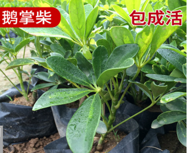 長期供應 馬口綠化苗木 生態鵝掌柴 漳州鴨腳木