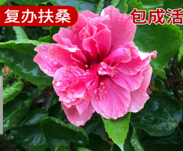 漳浦基地生產 福建漳州馬口綠化苗木 園林復辦扶桑 扶桑球花