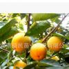 南方果苗 水果樹苗 嫁接柿子樹種苗 無(wú)核雞心柿子苗 皮薄多汁