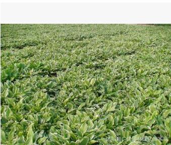 批發(fā) 花邊玉簪 玉簪栽植 金邊玉簪 量大送貨