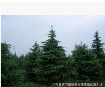 超低價(jià)供應(yīng)雪松樹-雪松苗-雪松樹苗 松樹苗 1米 其他規(guī)格齊