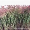 超低價綠化 紅葉小波 紅葉小檗 綠籬植物 庭院 彩色植物 花木