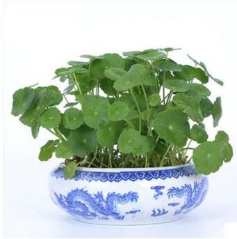 家居桌面盆栽植物花卉 銅錢草花苗 金錢草 超好養 可水培基地直銷