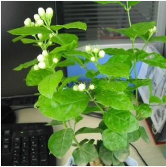 盆栽花卉 好一朵美麗的茉莉花盆栽苗 白色茉莉花 芳香四溢多規格
