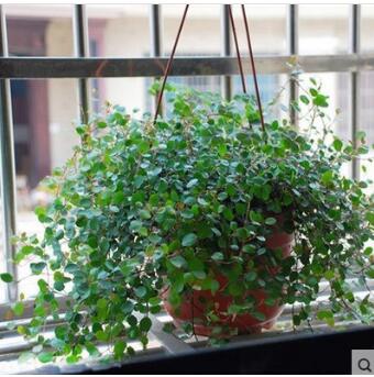 批發(fā)千葉吊蘭盆景花卉千葉蘭 吊蘭植物 克星 盆栽室內(nèi) 室內(nèi)植物