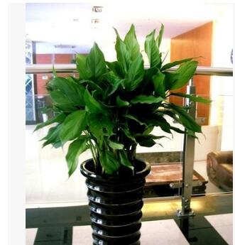 萬年青大型室內(nèi)辦公室盆栽花卉綠植大葉萬年青 健康長壽 凈化空氣