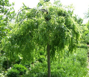 專業(yè)供應(yīng)綠化樹(shù)木國(guó)槐樹(shù)速生國(guó)槐大小規(guī)格齊全價(jià)格優(yōu)惠 專業(yè)供應(yīng)綠化樹(shù)木國(guó)槐樹(shù)速生國(guó)槐大小規(guī)格齊全價(jià)格優(yōu)惠