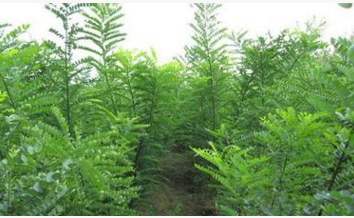 基地?zé)徜N樹(shù)速生國(guó)槐小樹(shù)大樹(shù)現(xiàn)貨直銷各種規(guī)格國(guó)槐樹(shù) 基地?zé)徜N樹(shù)速生國(guó)槐小樹(shù)大樹(shù)現(xiàn)貨直銷各種規(guī)格國(guó)槐樹(shù)