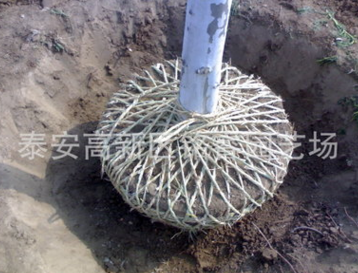 速生法桐 3-18公分速生法桐工程苗 山東速生法桐價格 法桐