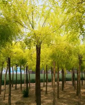 4-12公分高桿金葉國(guó)槐 矮本金葉槐價(jià)格 4-12公分高桿金葉國(guó)槐 矮本金葉槐價(jià)格
