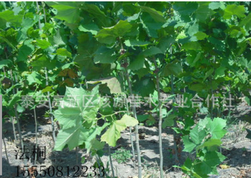 供應 速生法桐，法桐小苗，綠化工程苗木