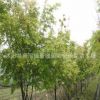 批發(fā)優(yōu)質(zhì)雞爪槭 雞爪槭小苗 綠化苗木蘇北雞爪槭基地