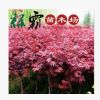 基地直銷 優(yōu)質(zhì)紅楓綠化苗木紅楓小苗本紅楓 規(guī)格齊全 量大優(yōu)惠