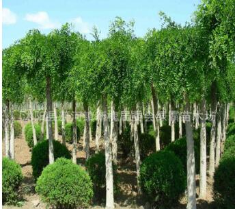 基地直銷綠化苗木 龍爪槐 工程苗 垂槐 行道樹 規格齊全