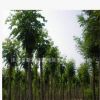 基地直銷優(yōu)質(zhì)香花槐 綠化景觀苗木 香花槐小苗批發(fā) 規(guī)格齊全