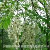 基地直銷優(yōu)質(zhì)刺槐 香花槐 龍爪槐樹苗 刺槐樹 綠化苗木 規(guī)格齊全
