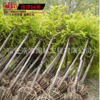 黃金槐樹苗 金枝槐速生國槐苗批發8公分10厘米粗3厘米