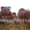 供應綠化苗木紅楓 美國紅楓 紅楓小苗 規格齊全 喬木