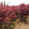 園林綠化苗木樹 庭院植物 紅絲帶紅楓樹 各規格紅楓樹批發 品優