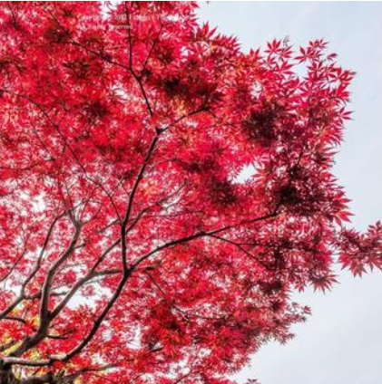 QQ截圖20171128143823