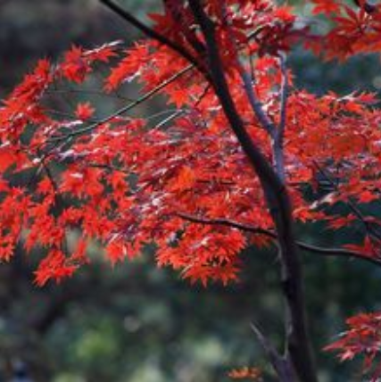 QQ截圖20171128143842