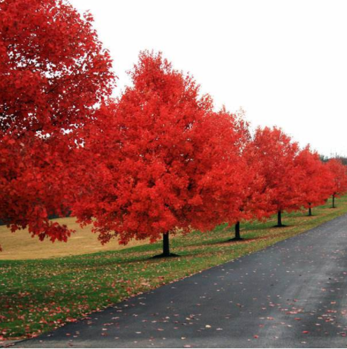 QQ截圖20171128143917