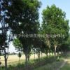低價供應大量速生抱印槐 優質苗木黃金槐 精心培育黃金槐（圖）