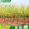 苗木基地直供精品金枝槐 黃金槐槐樹 園林工程綠化金枝國槐