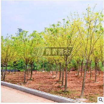 批發(fā)工程綠化苗木黃金槐 行道風(fēng)景綠化槐樹 規(guī)格全金枝國槐