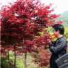 直銷花木 紅楓小苗 美國改良紅楓 北美紅楓 園林綠化苗木
